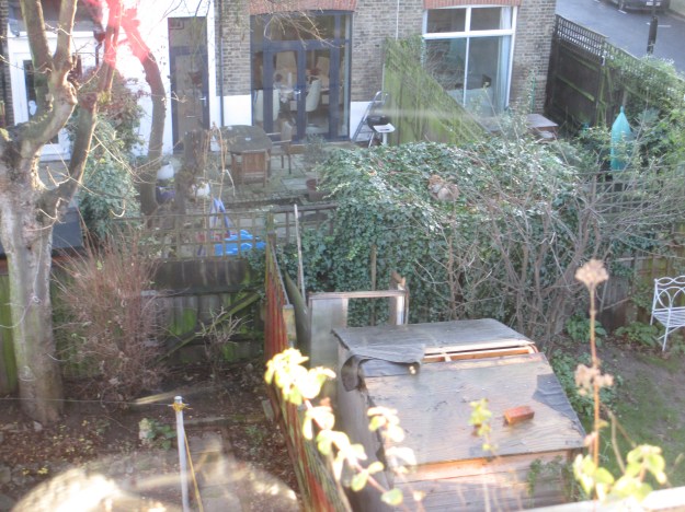 Woke up one morning to a visitor in the garden.