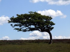 An athlete development tree (blowing in the wind?)